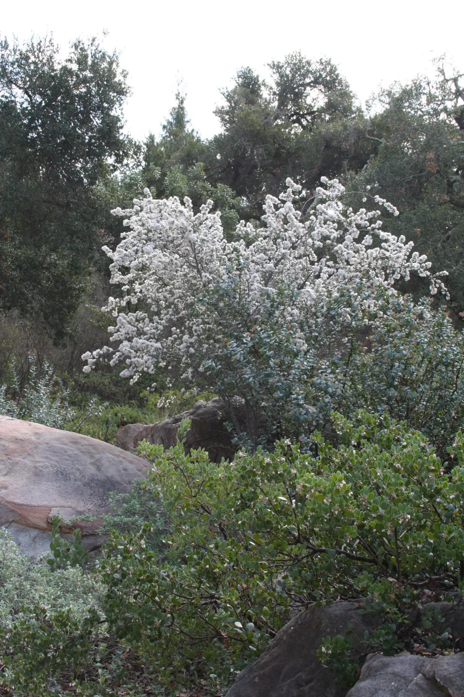 Ceanothus megacarpus at SBBG