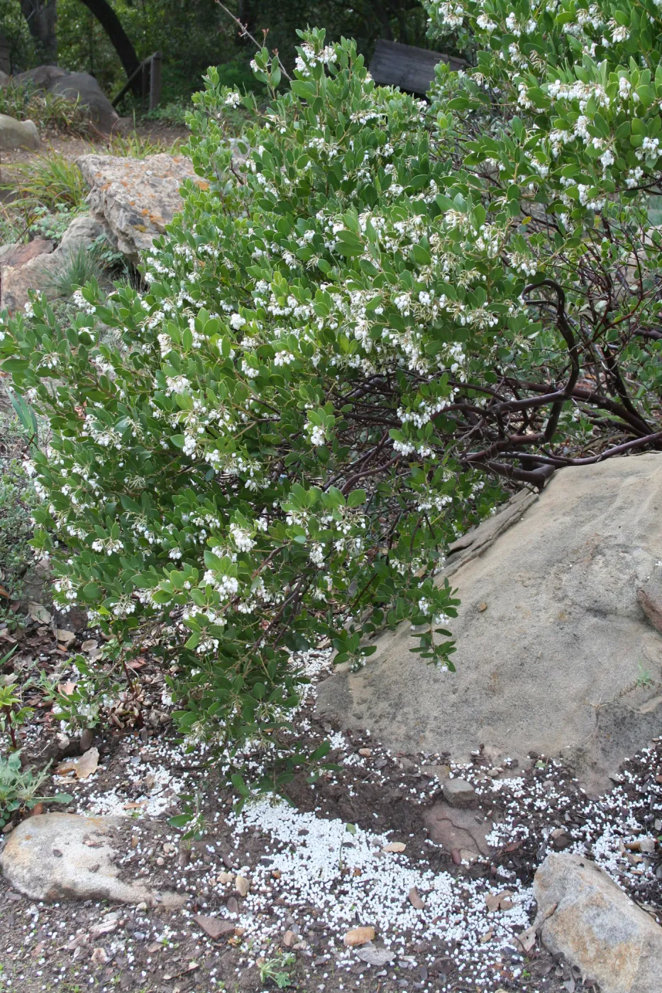 Arctostaphylos 'Canyon Sparkles' at SBBG