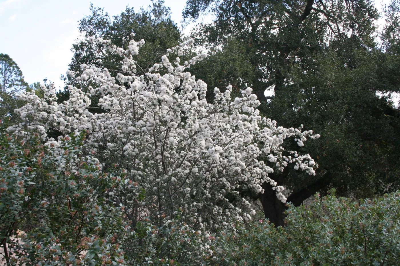 Ceanothus megacarpus in the Manzanita Section