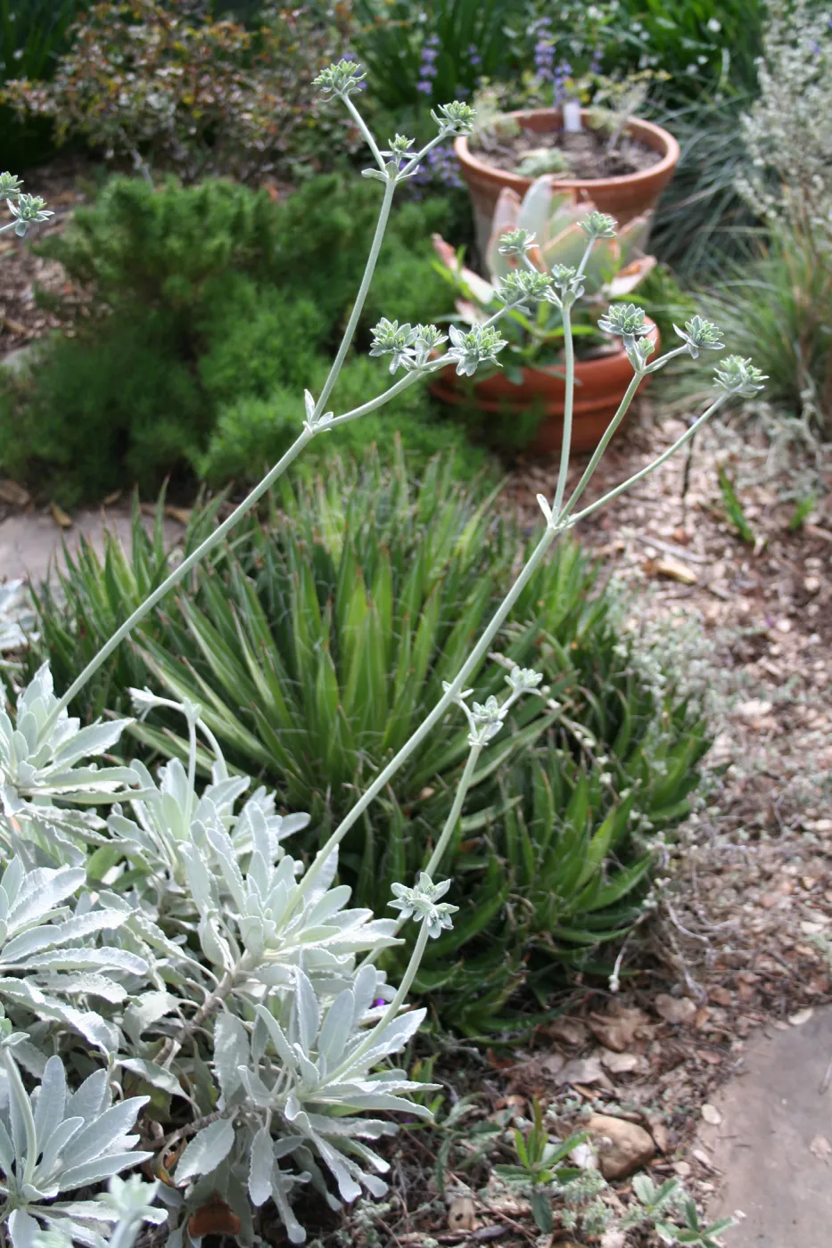 Eriogonum giganteum in Carol Bornsteins garden