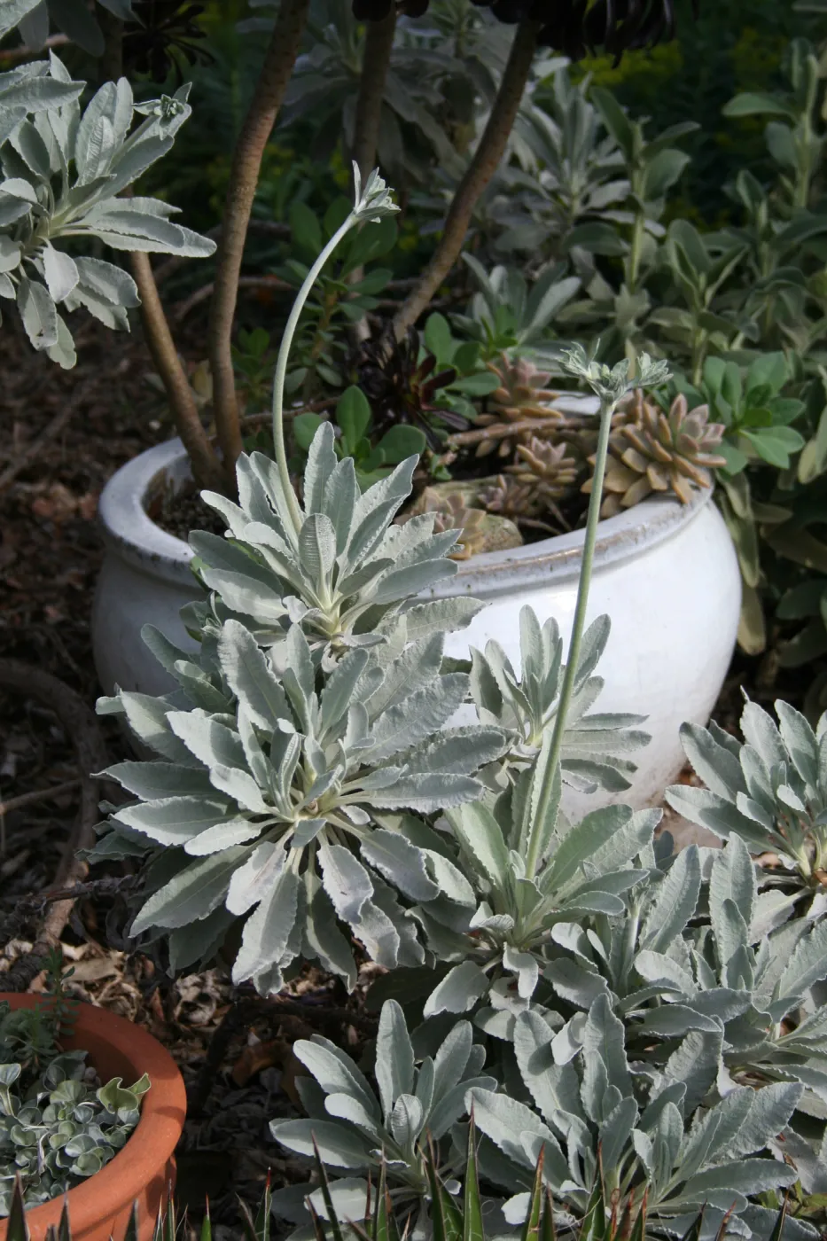 Eriogonum giganteum in Carol Bornstein's garden
