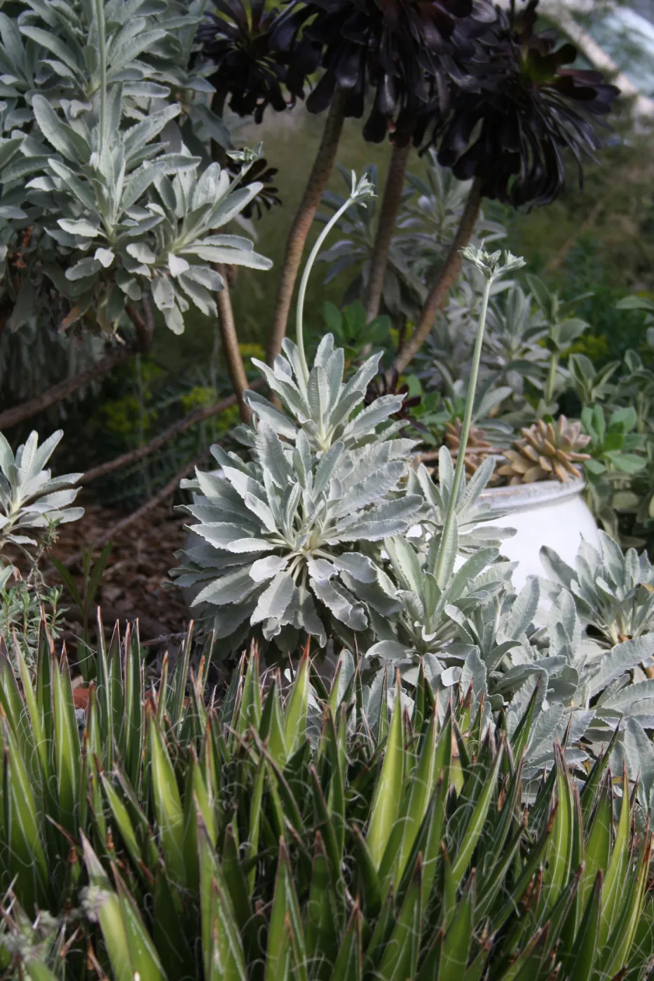 Eriogonum giganteum in Carol Bornstein's garden