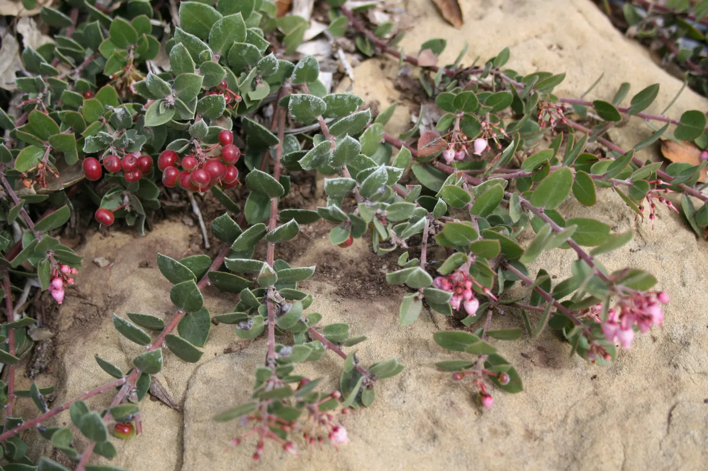 Arctostaphylos 'Arroyo Cascade' at SBBG
