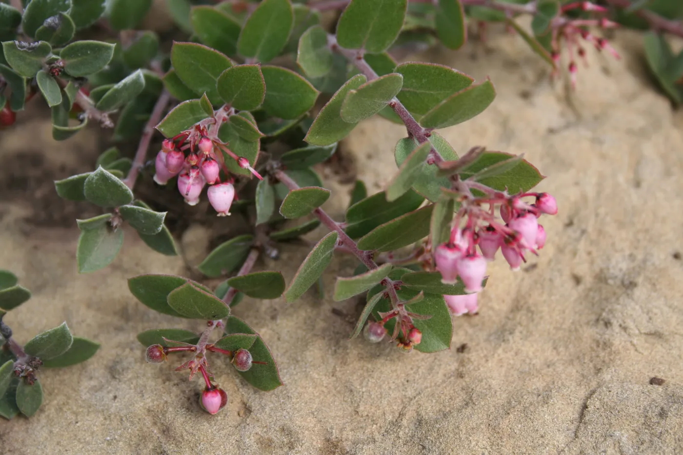 Arctostaphylos 'Arroyo Cascade' at SBBG