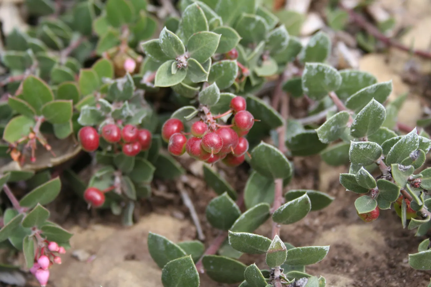 Arctostaphylos Arroyo Cascade at SBBG