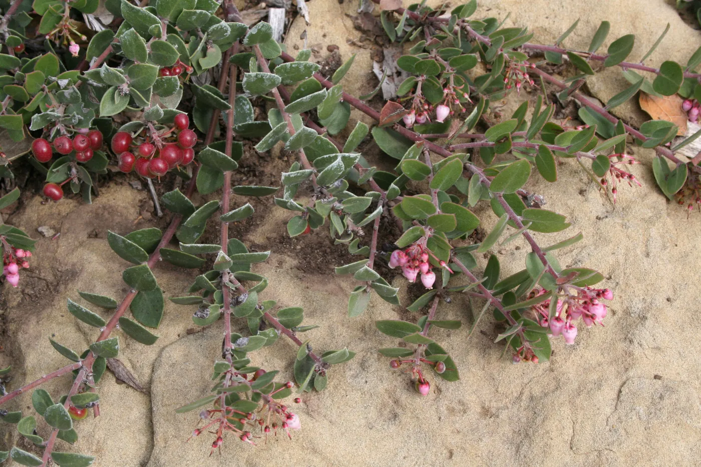 Arctostaphylos Arroyo Cascade at SBBG