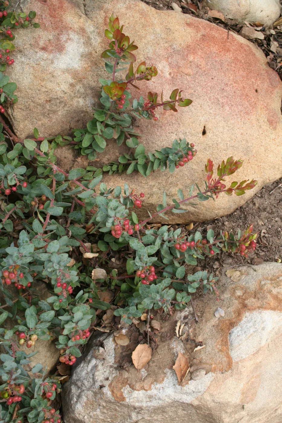 Arctostaphylos Arroyo Cascade at SBBG