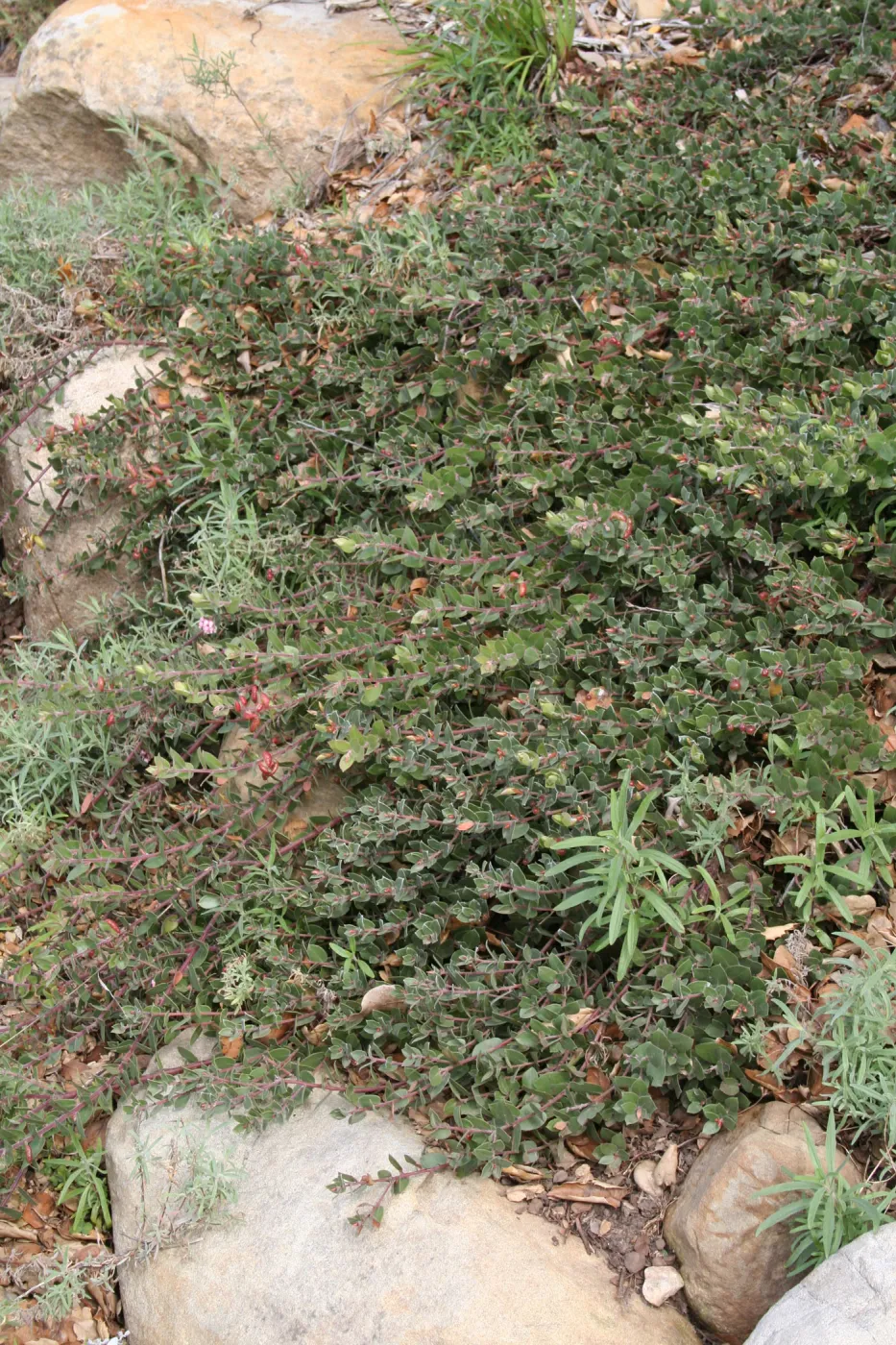 Arctostaphylos Arroyo Cascade at SBBG