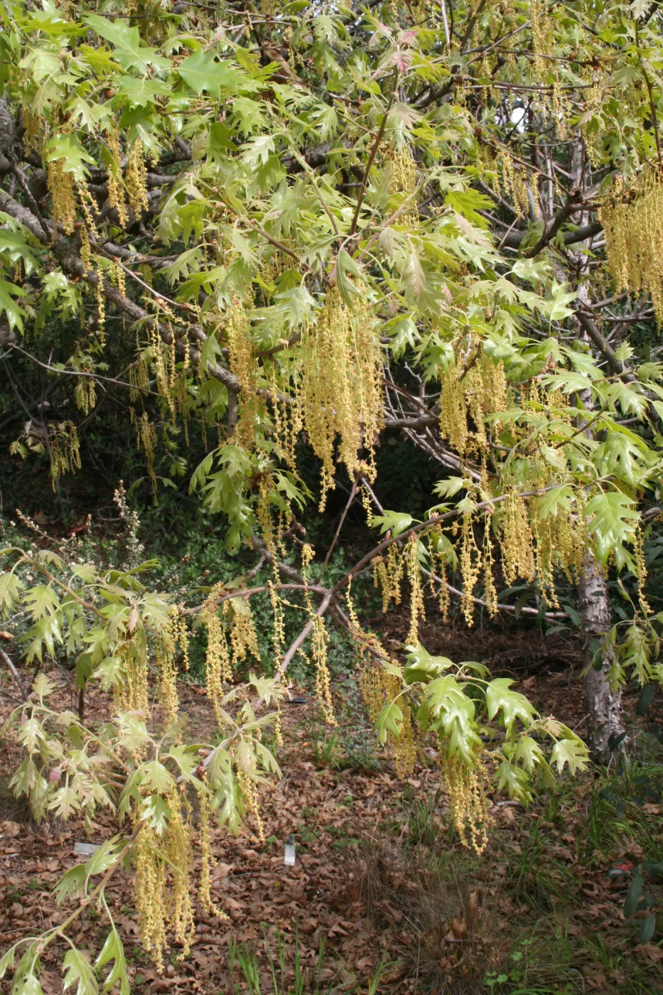 Quercus kelloggii in flower on east edge of Meadow