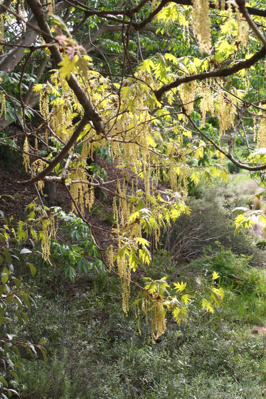 Quercus kelloggii in flower on east edge of Meadow
