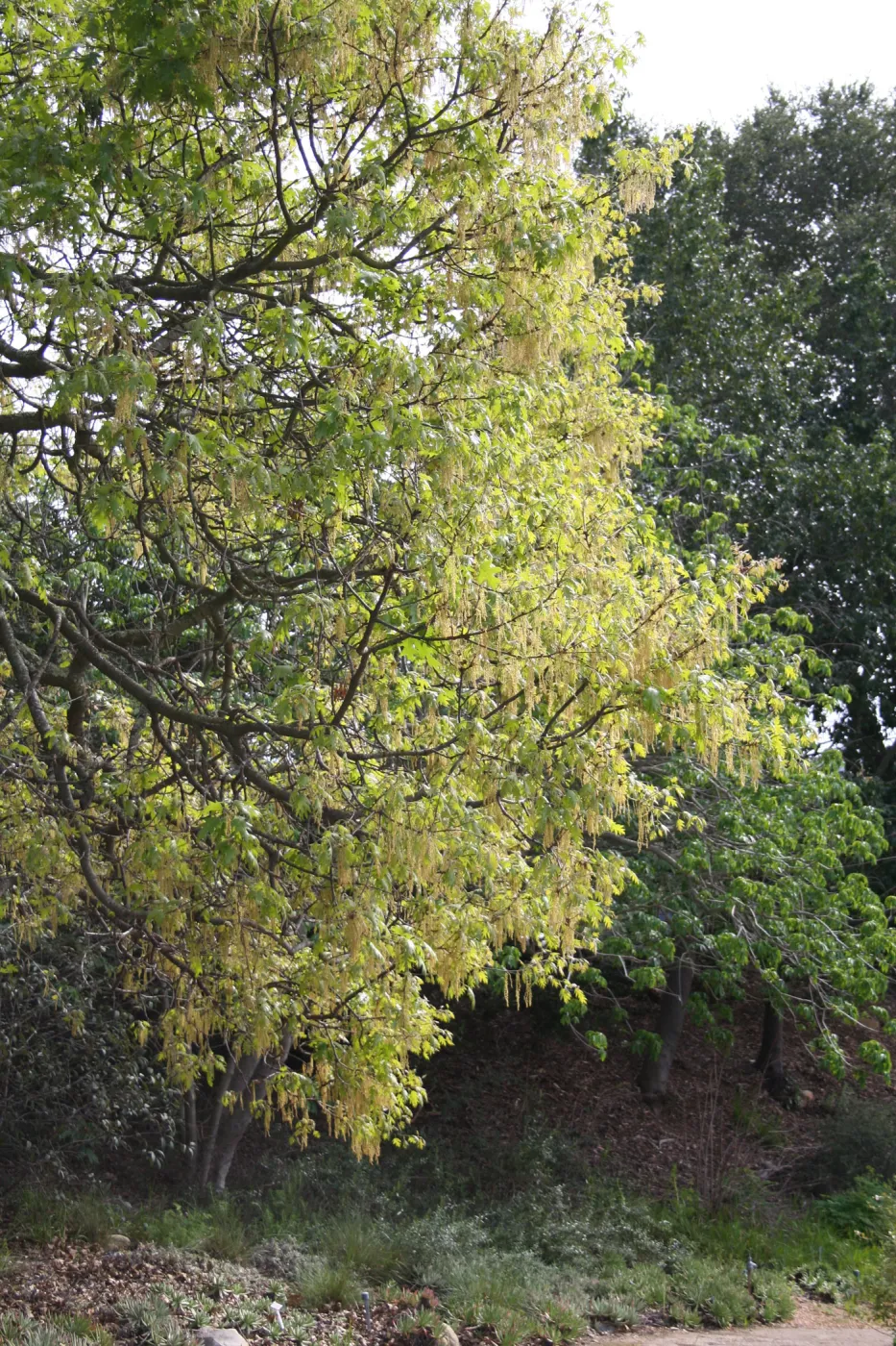 Quercus kelloggii in flower on east edge of Meadow