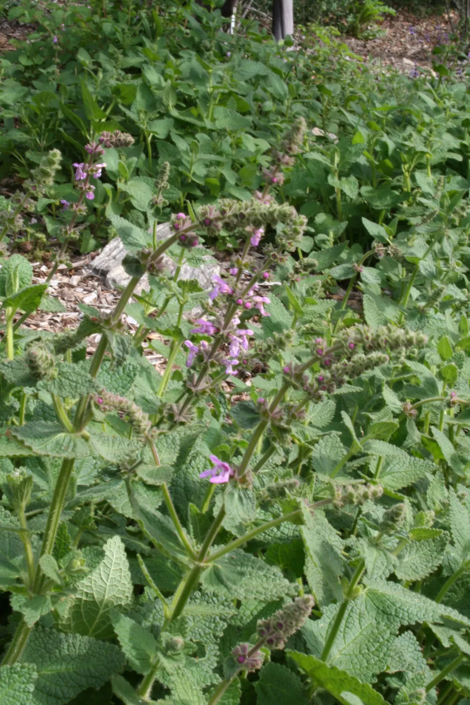 Stachys bullata at SBBG