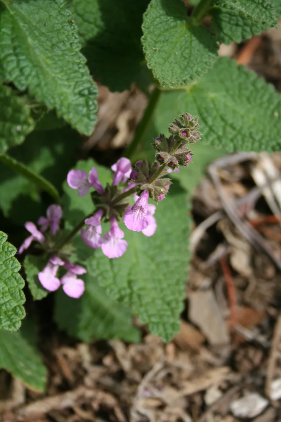 Stachys bullata at SBBG