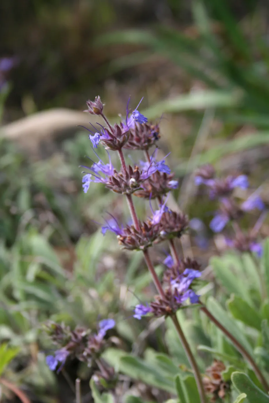 Salvia (Sage) Pacific Blue?