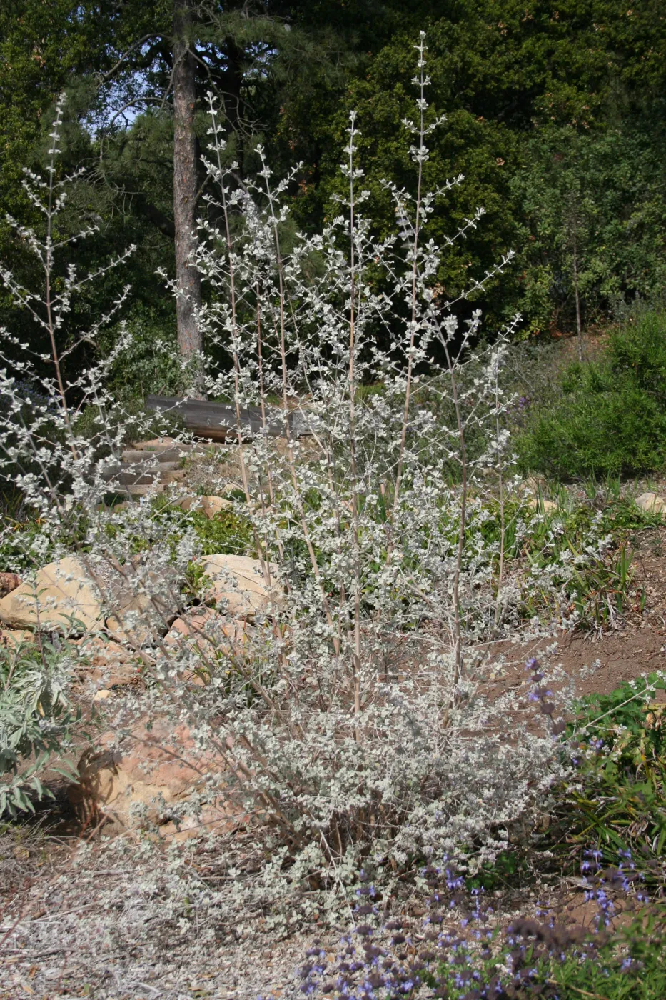 Hyptis Silver Lining