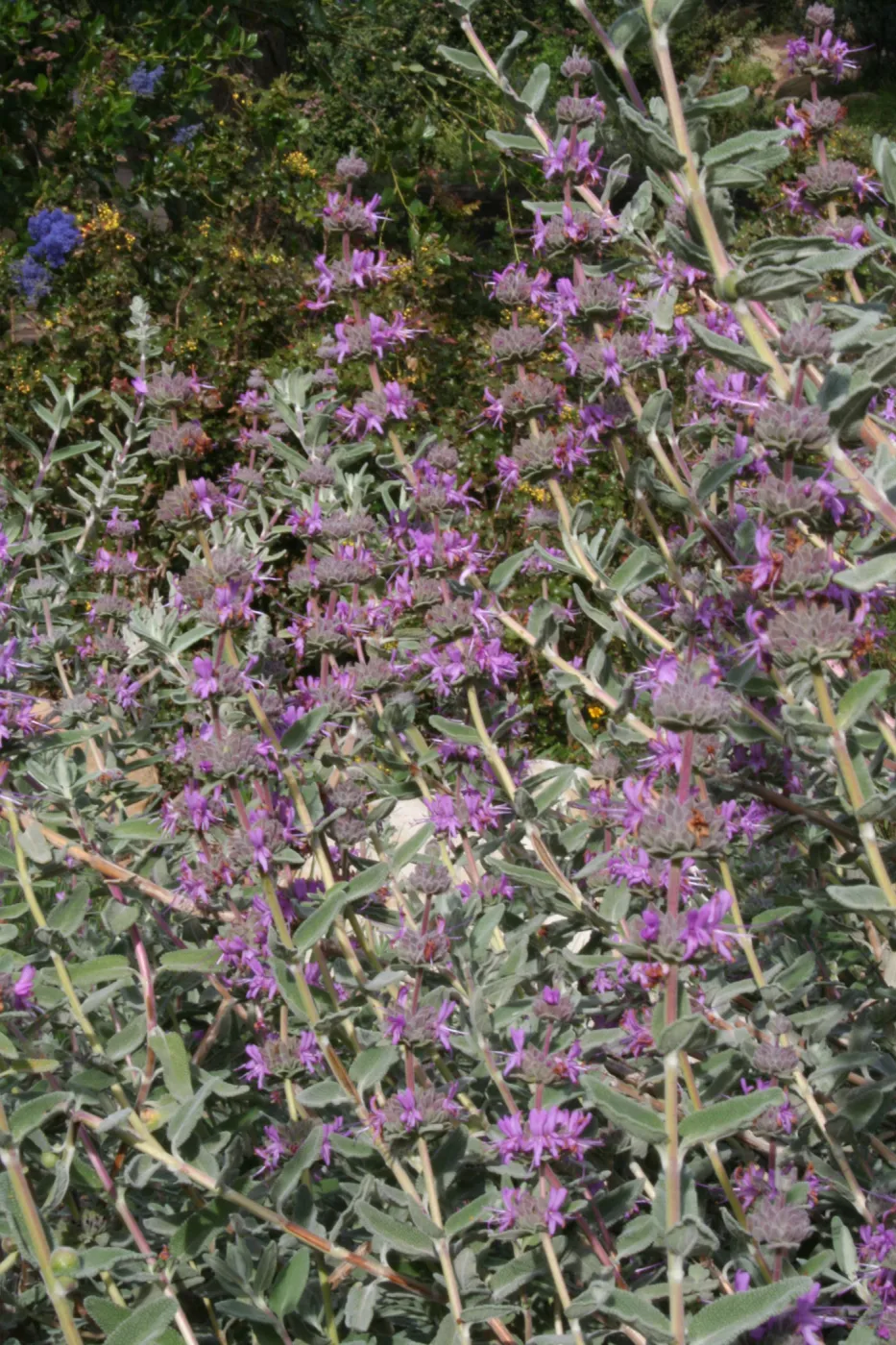 Salvia (Sage) Amethyst Bluff at SBBG