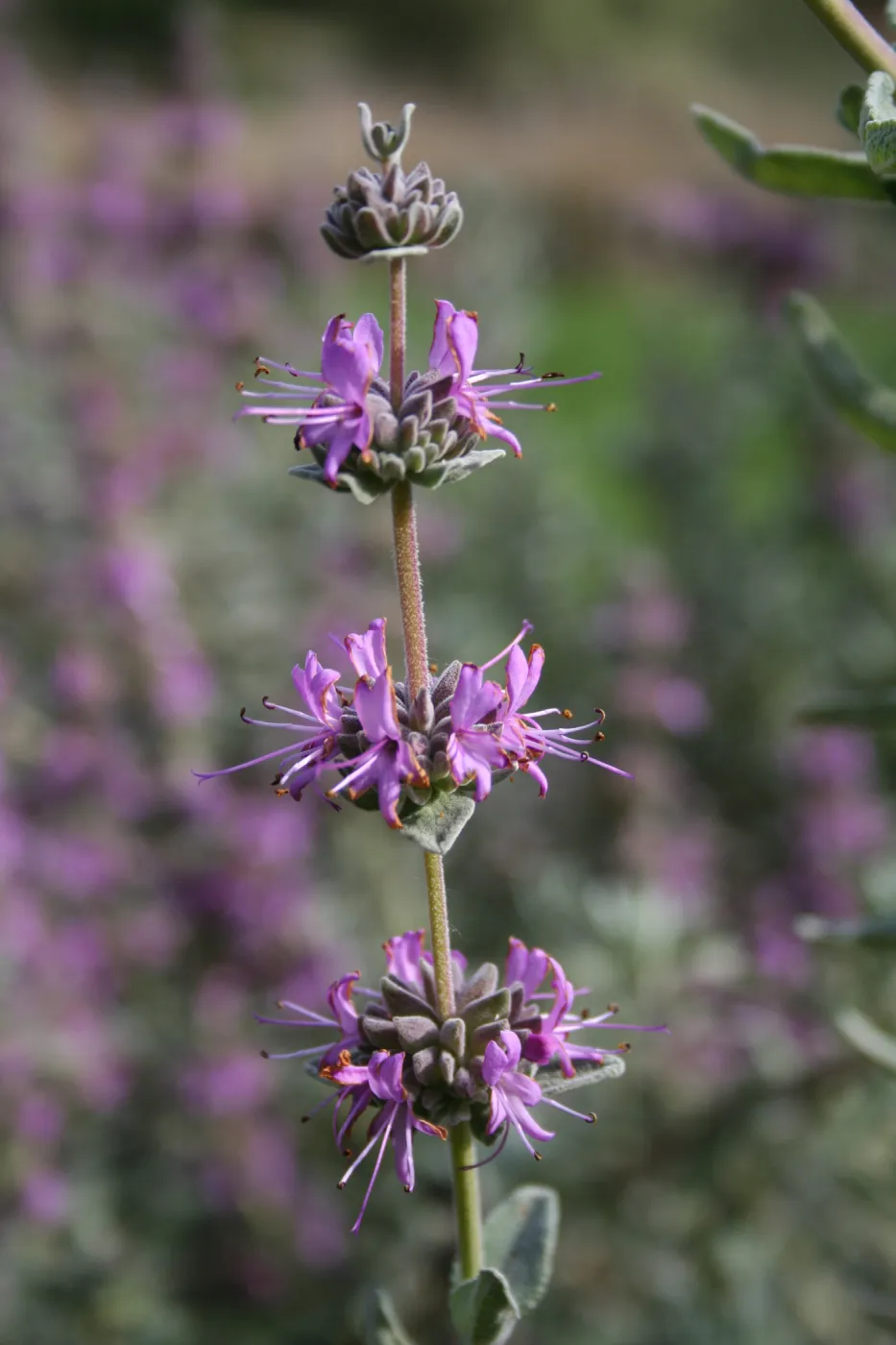 Salvia Amethyst Bluff at SBBG
