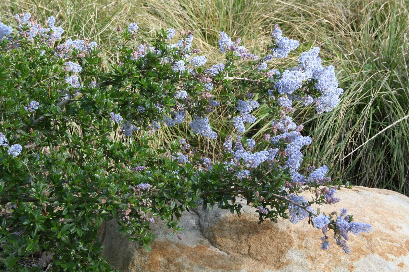 Ceanothus Blue Cloud at SBBG