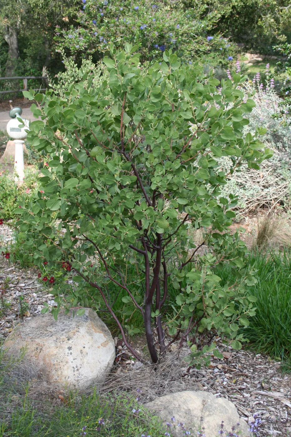 Manzanita at top of Meadow