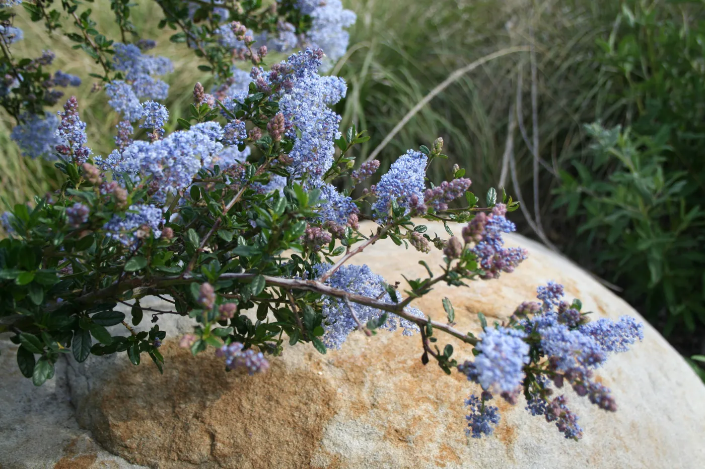 Ceanothus Blue Cloud at SBBG