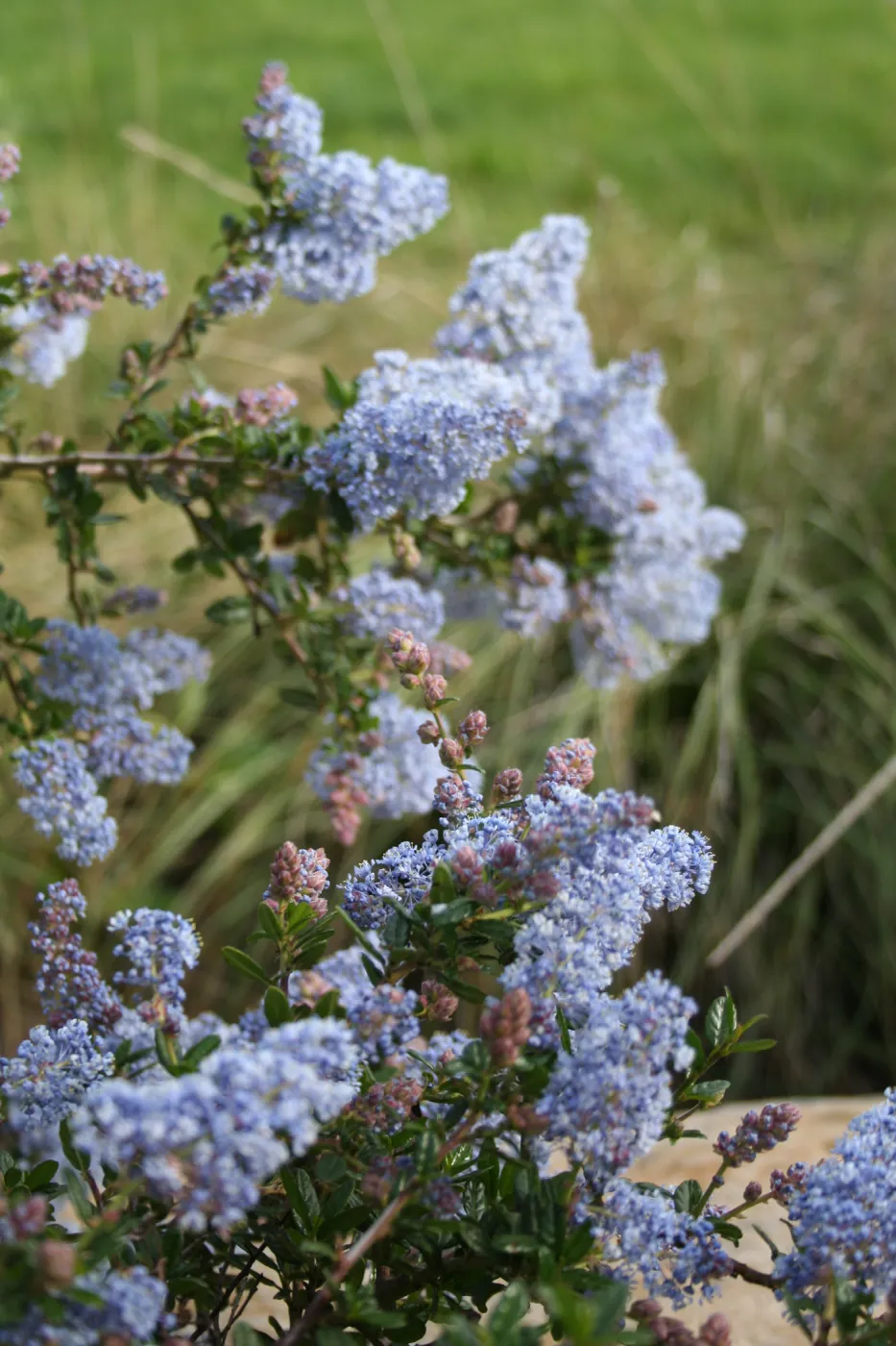 Ceanothus Blue Cloud at SBBG