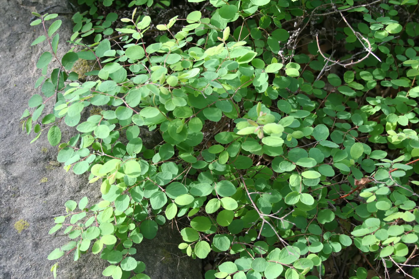Symphoricarpos mollis