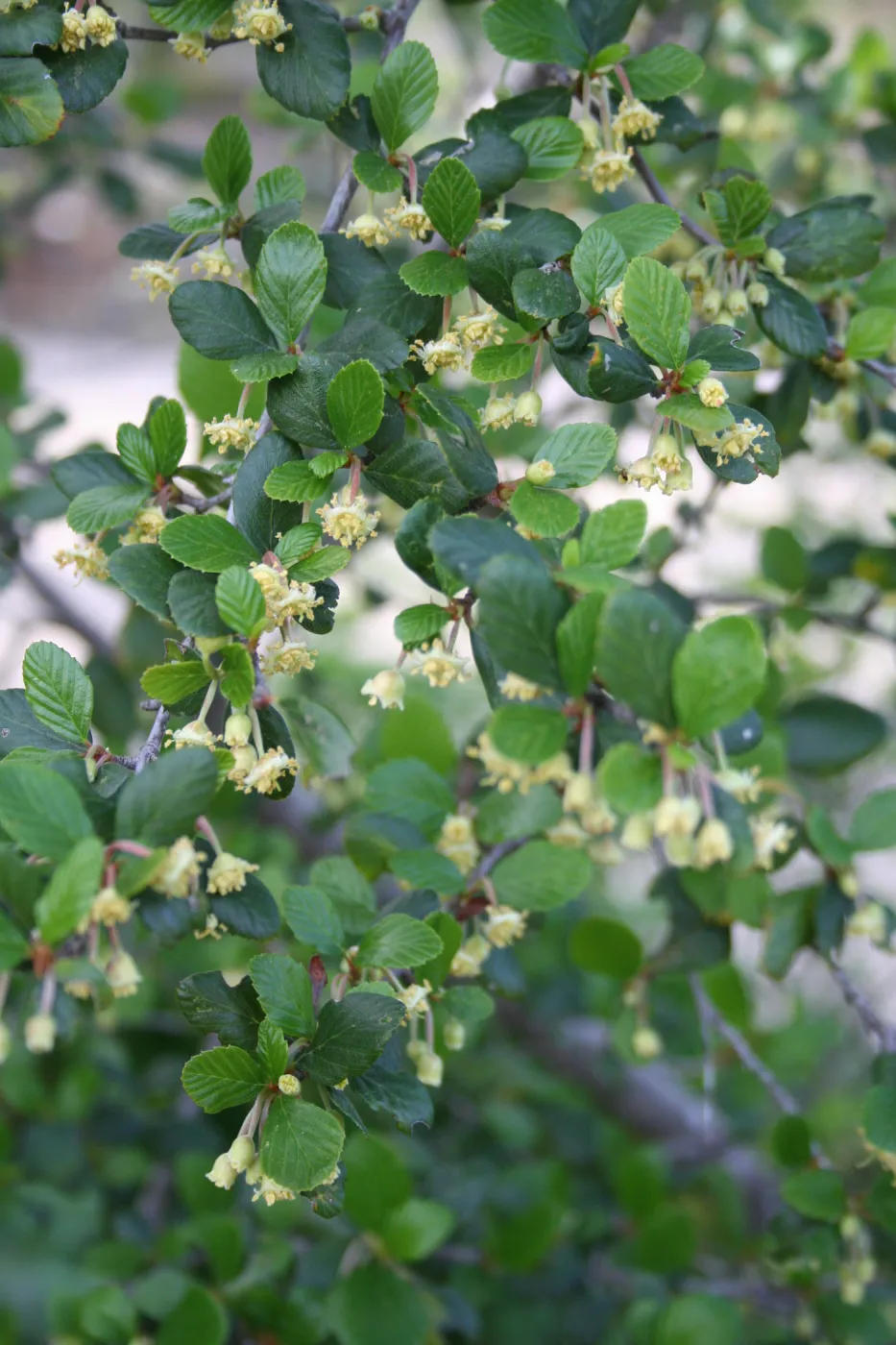 Cercocarpus betuloides at SBBG