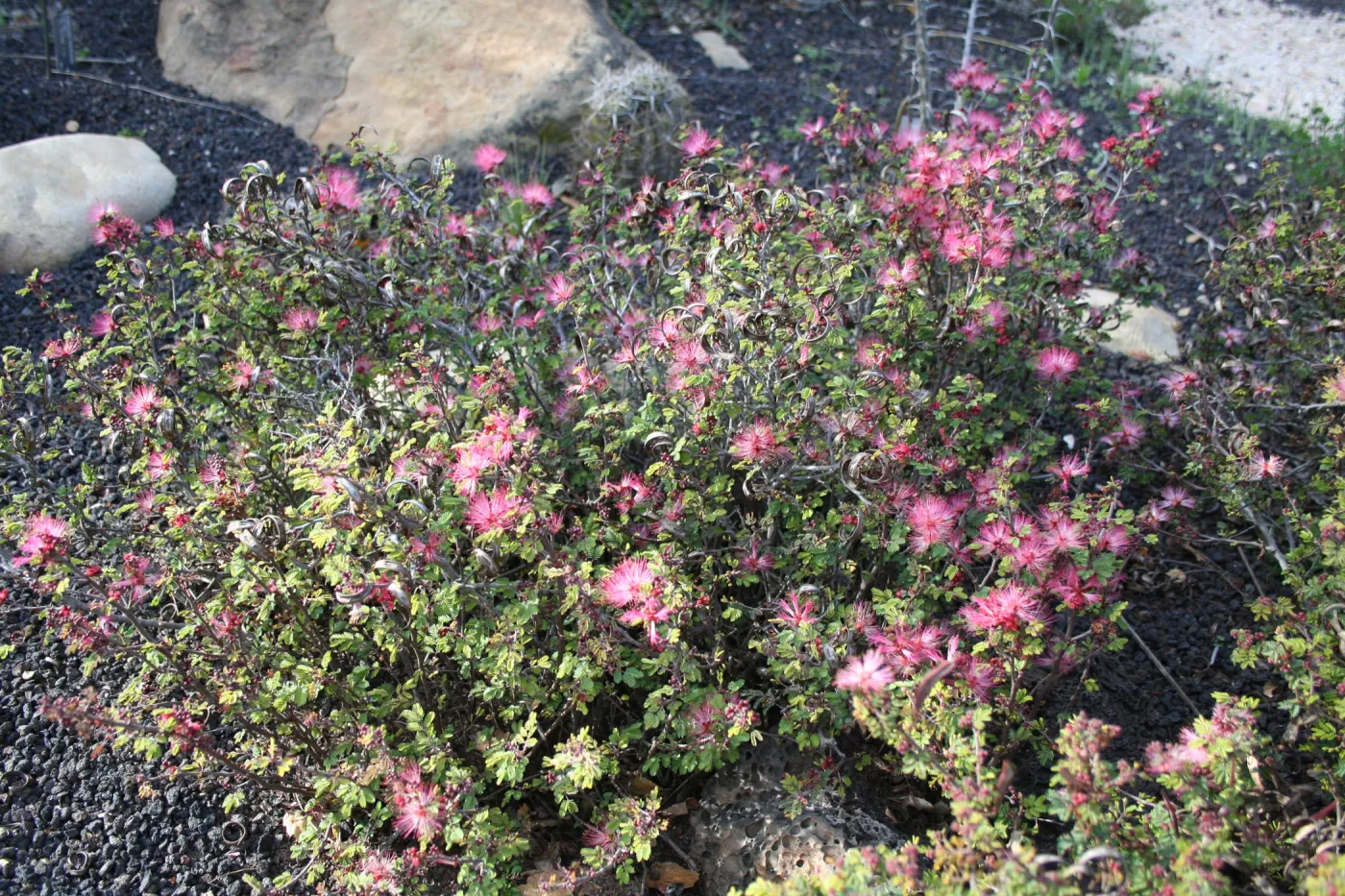 Fairy duster - Calliandra eriophylla - in the Desert Section