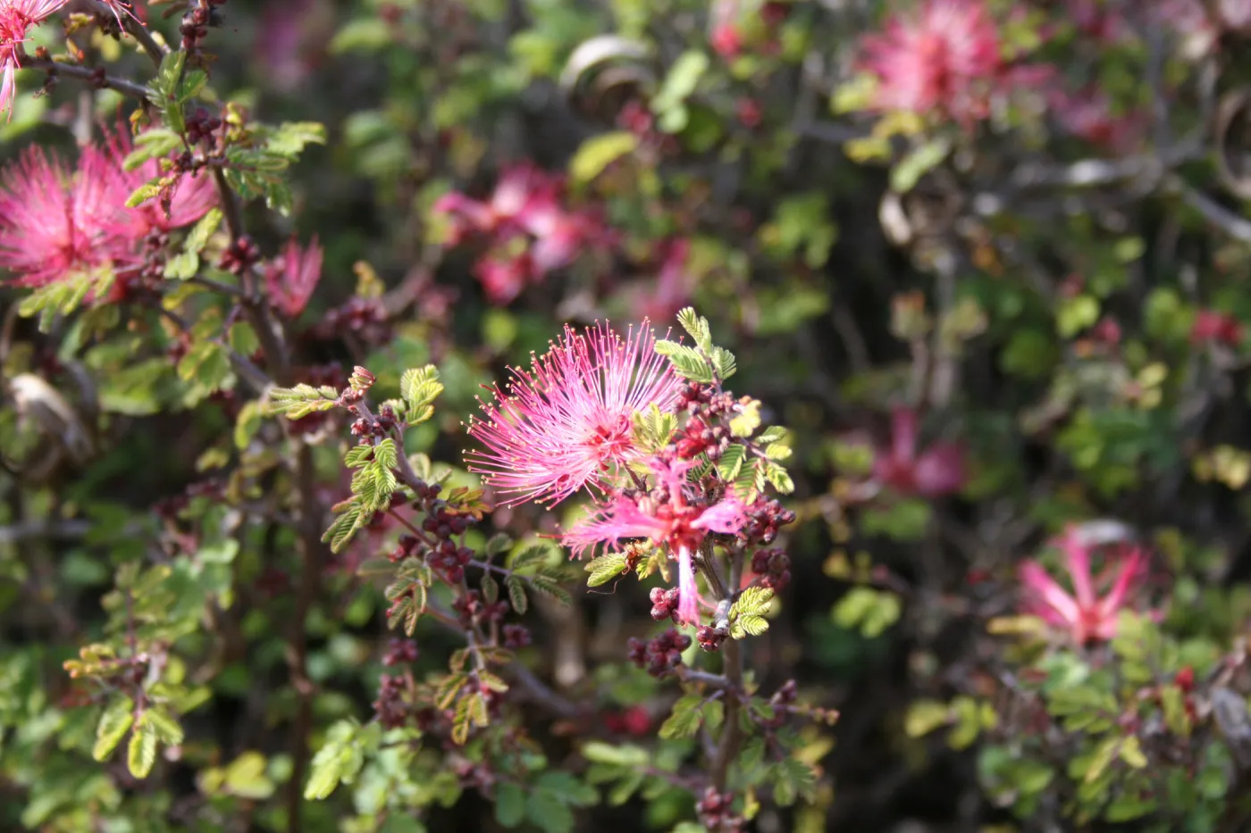 Fairy duster - Calliandra eriophylla - in the Desert Section