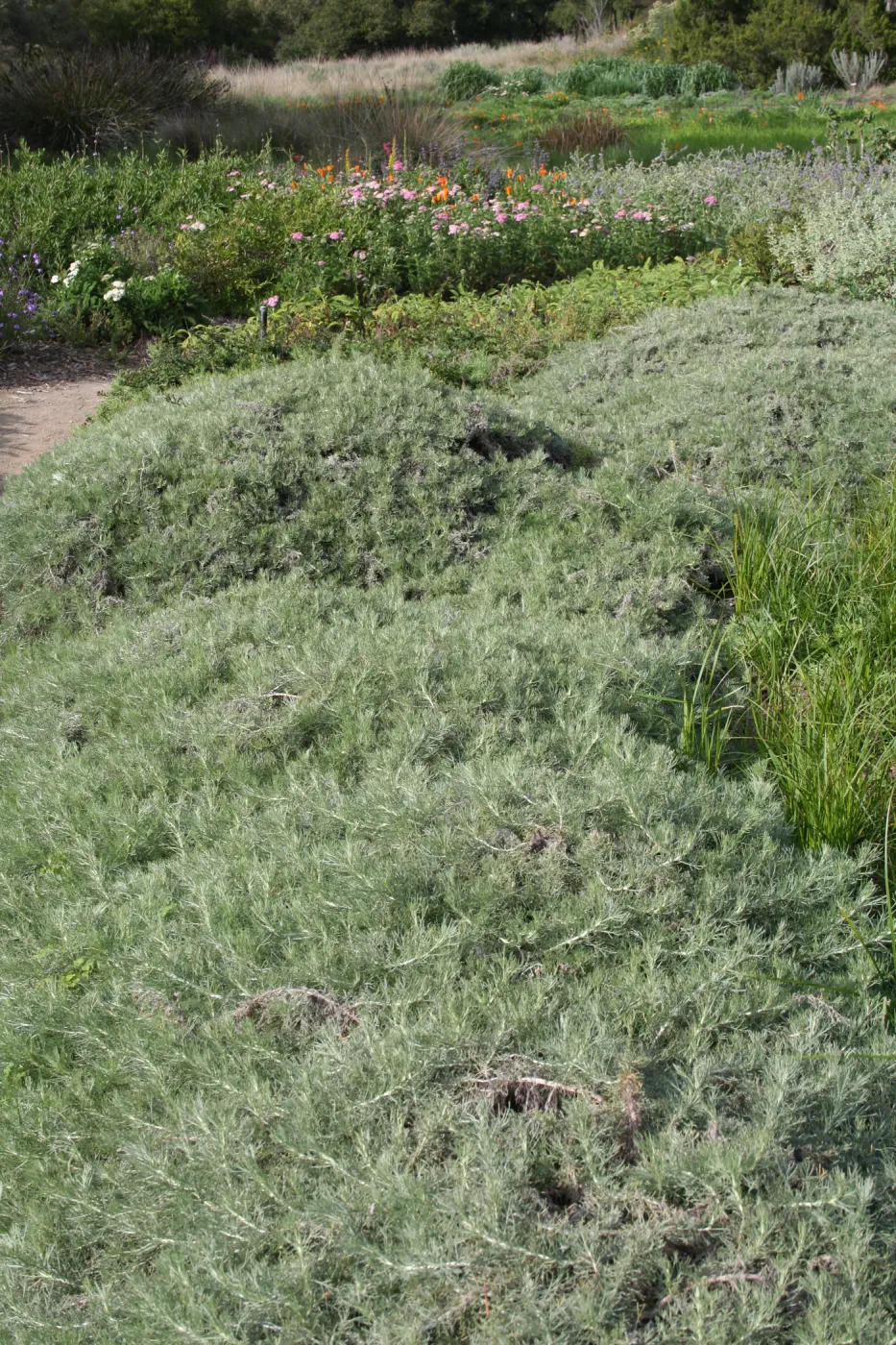 Artemisia 'Canyon Grey' in the Ground Cover Display