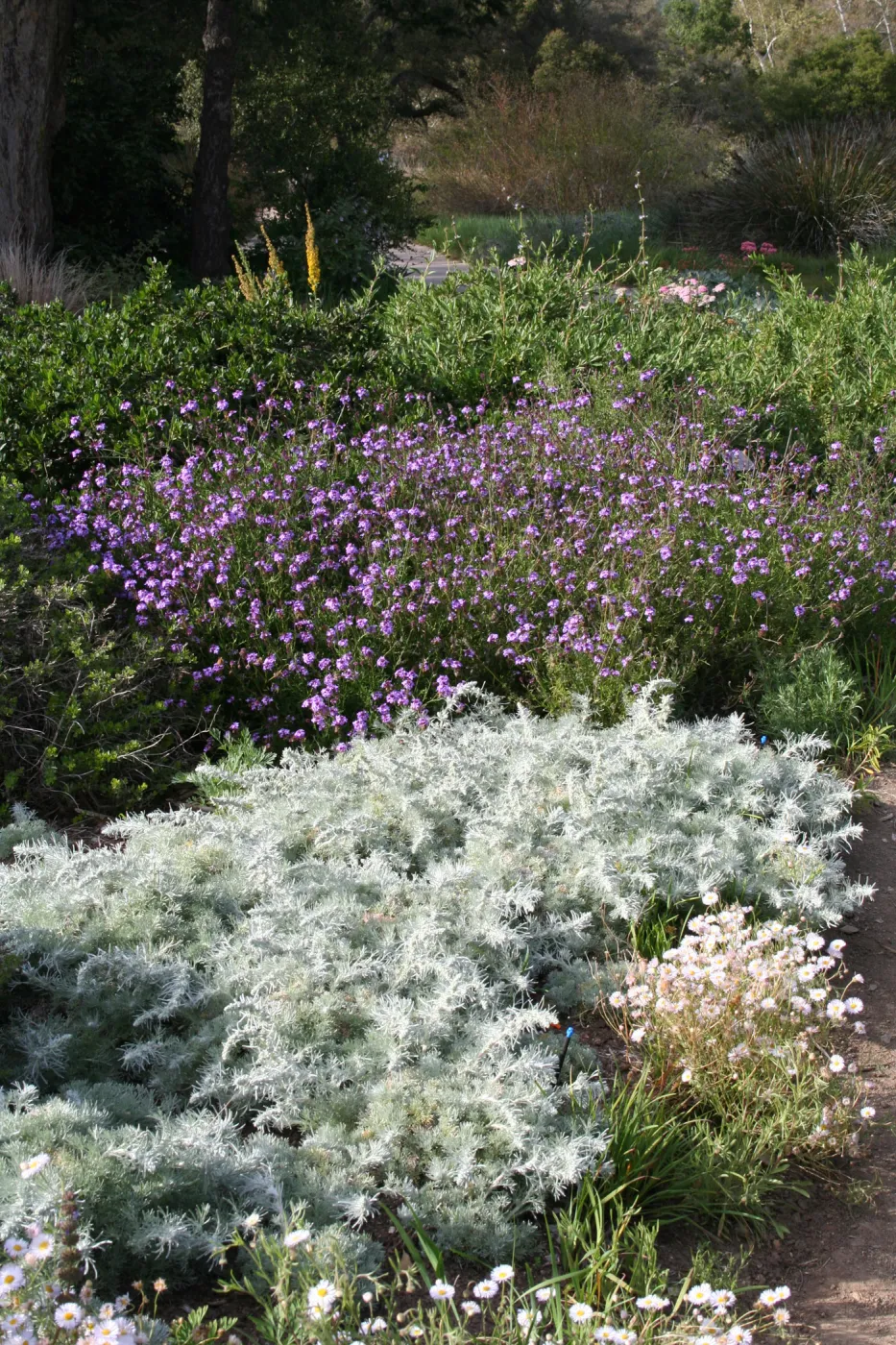 Ground Cover display. Artemisia 'Davids Choice', Verbena 'De la Mina'