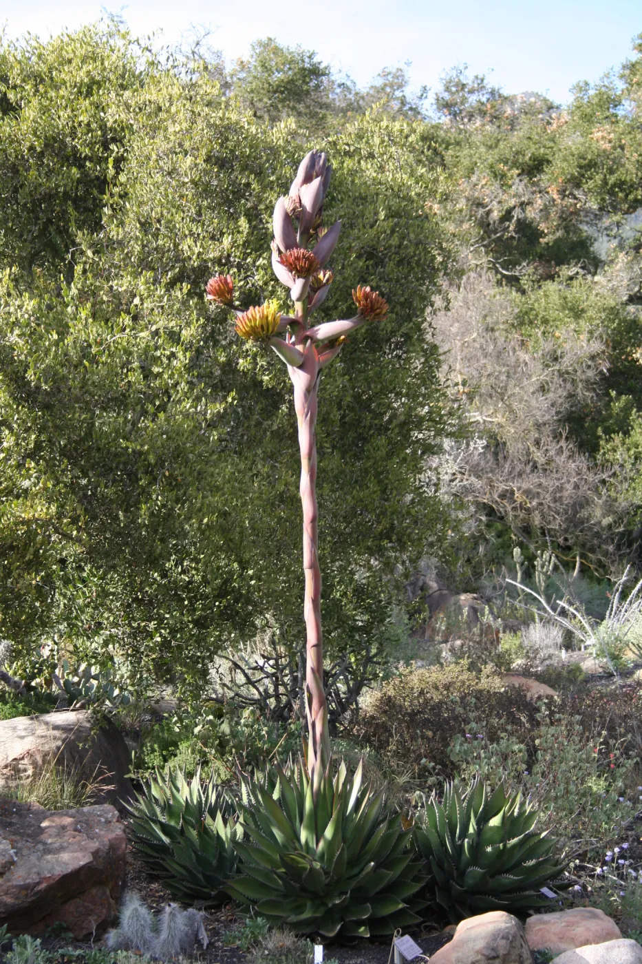 Agave shawii in flower in the Desert Section