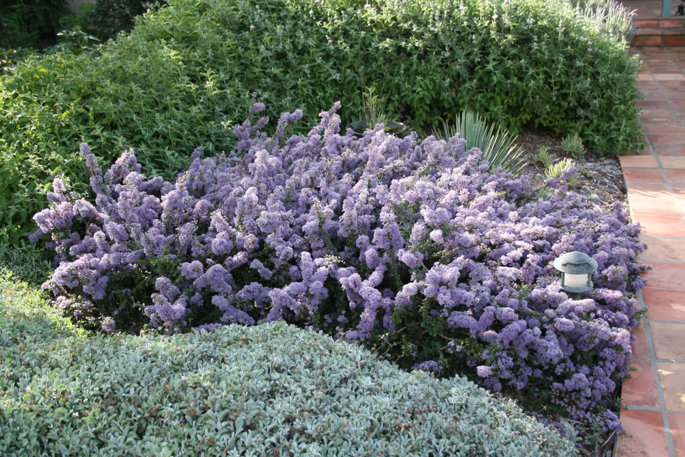 Ceanothus maritimus with Lessingia 'Silver Carpet', Salvia 'Pt. Sal' at Wittl garden