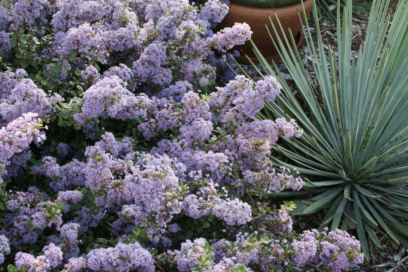Ceanothus maritimus