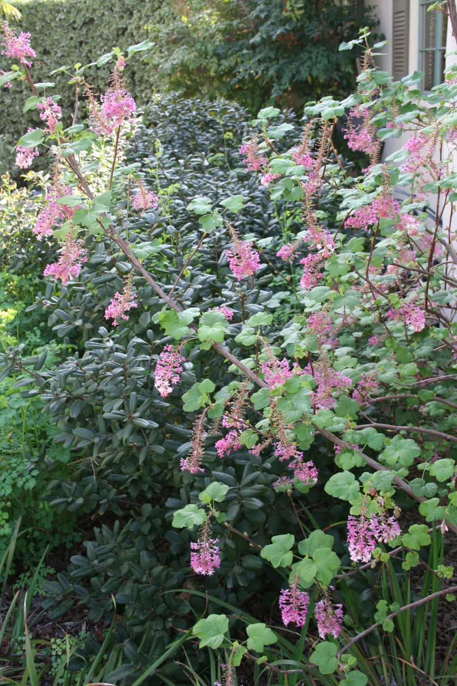 Ribes sanguineum glutinosum at Wittl garden