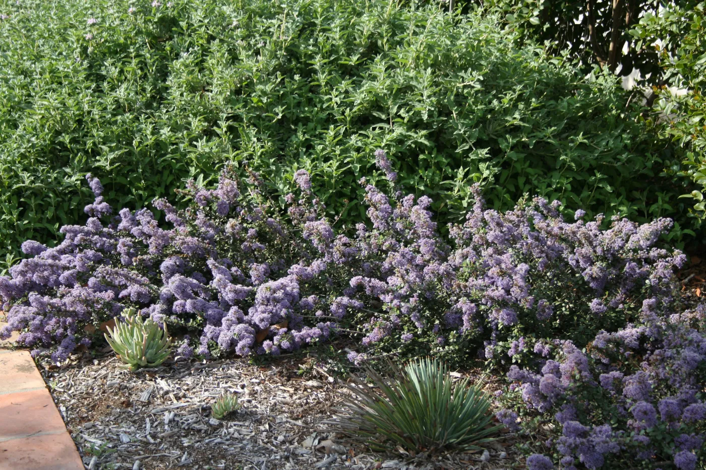 Ceanothus maritimus with Salvia Pt Sal (Sage) at Wittl garden 