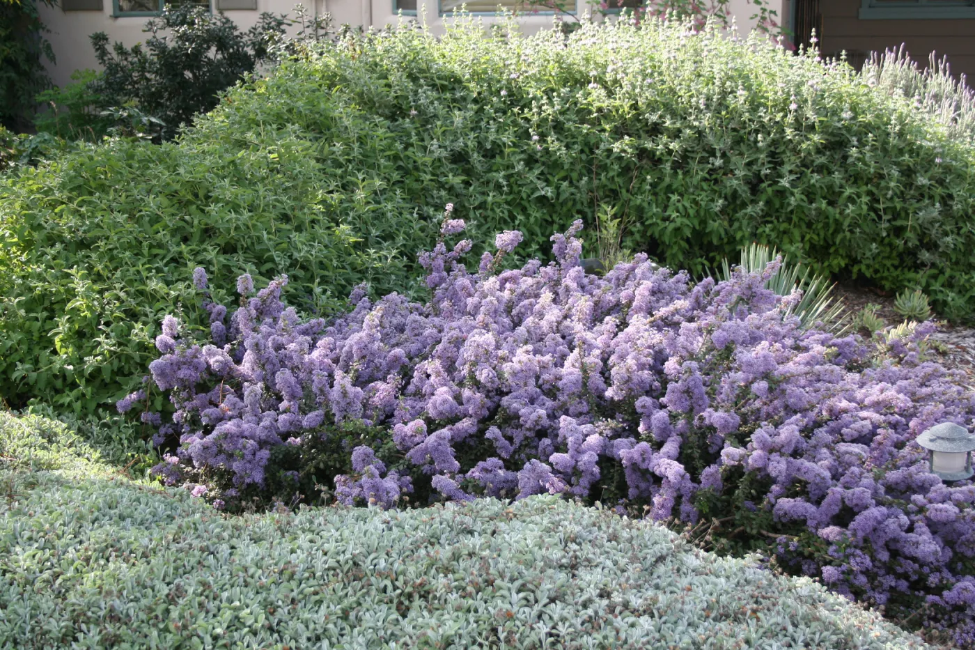 Ceanothus maritimus (Maritime Ceanothus) with Lessingia Silver Carpet, Salvia (Sage) Pt Sal at Wittl garden