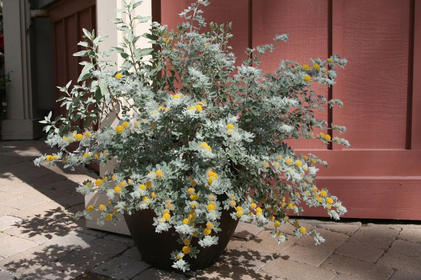Lotus argophyllus niveus in pot at entrance kiosk