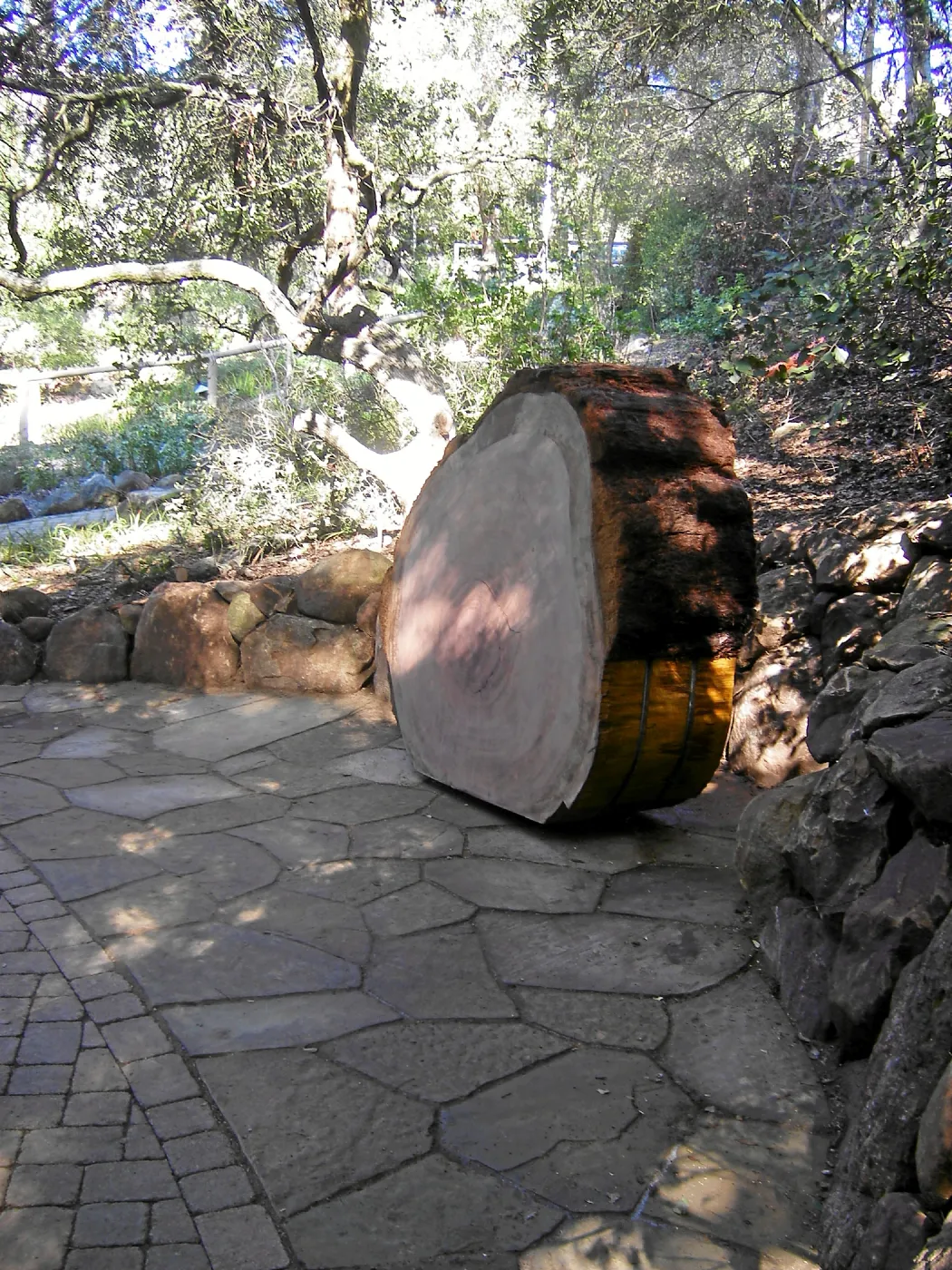 Giant Sequoia, Sequoiadendron gigantea, Redwood Round, in Arroyo Section