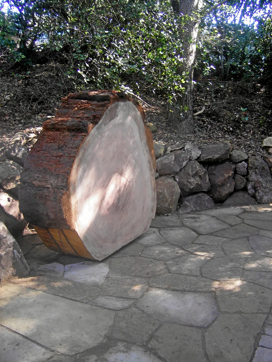 Giant Sequoia, Sequoiadendron gigantea, Redwood Round, in Arroyo Section