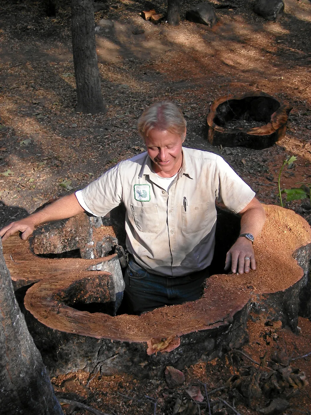 Dave Kershaw in cut sycamore stump