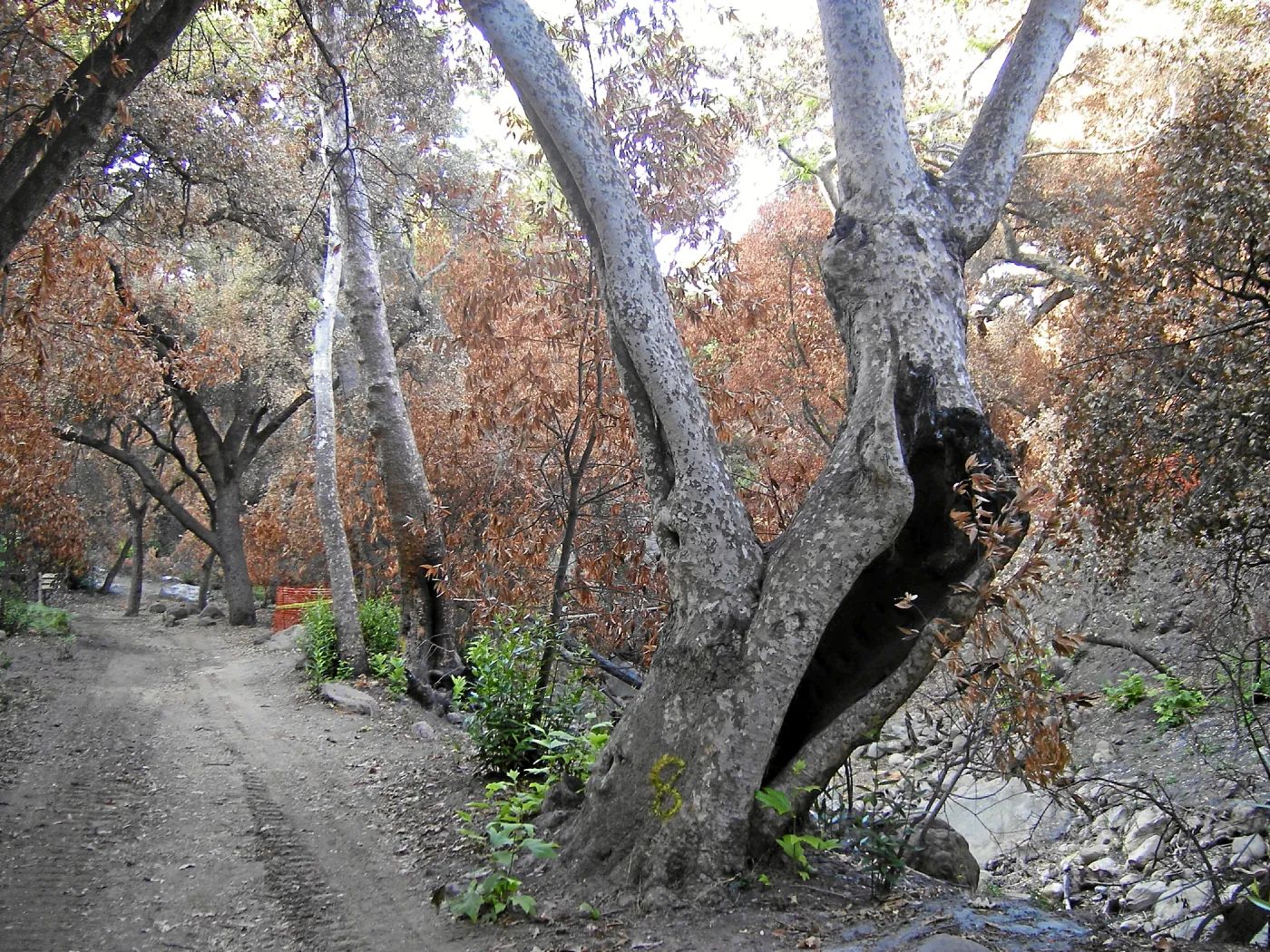 Fire damage in the Canyon