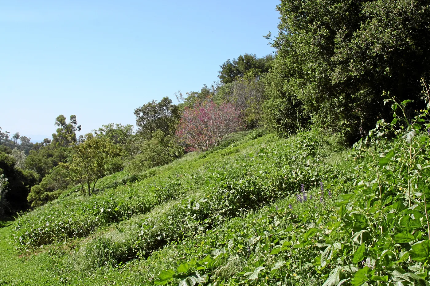 Porter Trail,East slope, south