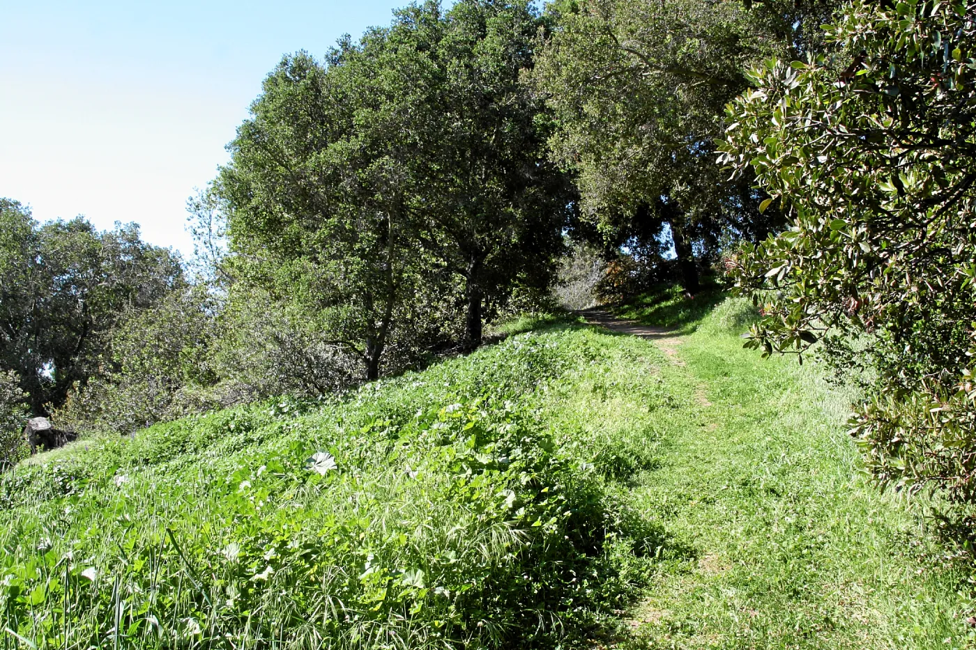 Porter Trail, East slope, south up path