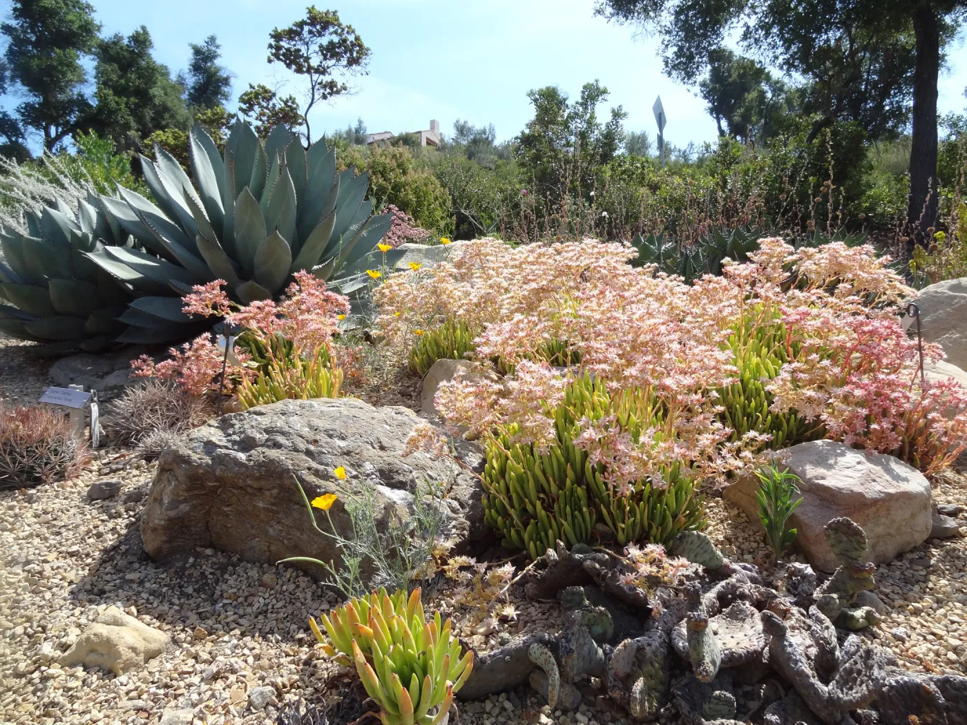Dudleya Display in bloom