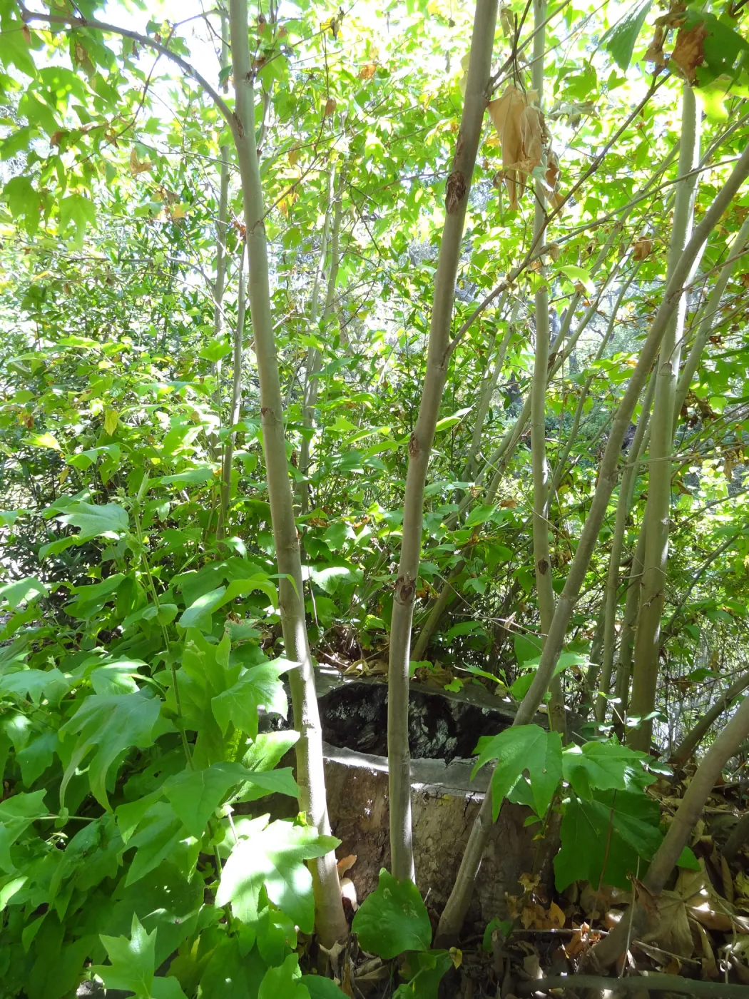 Sycamore stump resprout, 3 years post Jesusita Fire, Canyon Trail, SBBG