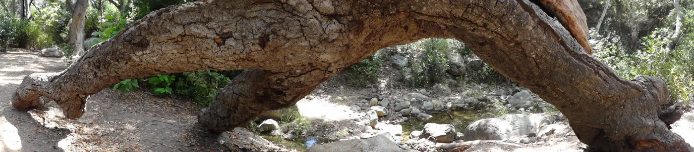 tree trunk arch, Canyon Trail, panorama (Coastal Live Oak)