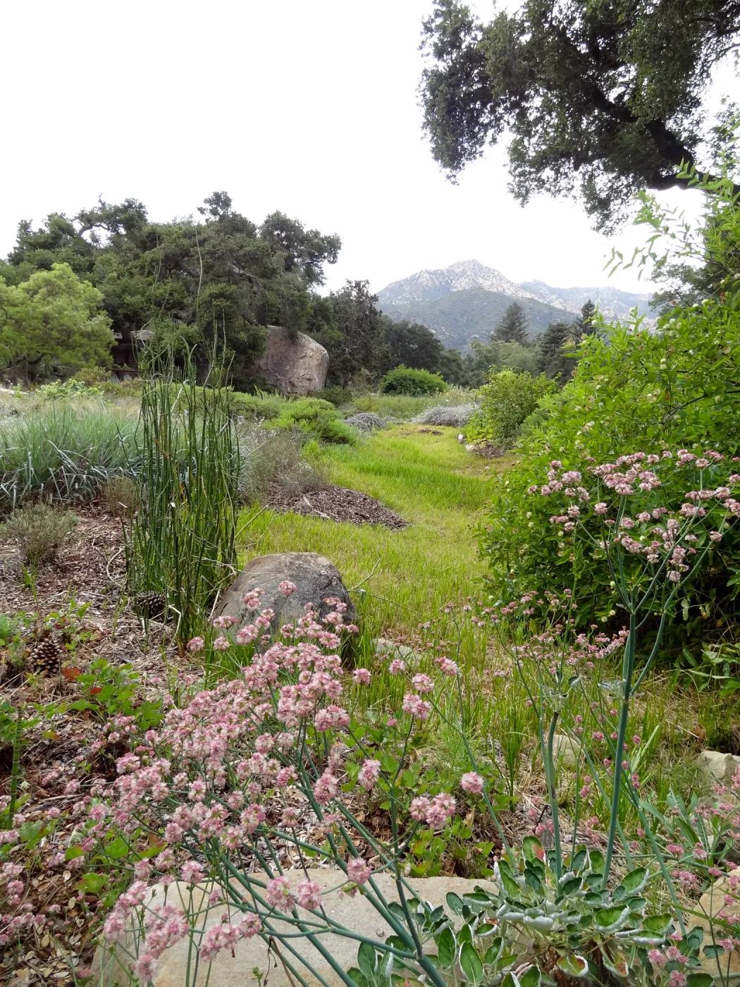 SBBG Meadow, view to the mountains, clouds, Eriogonum in bloom