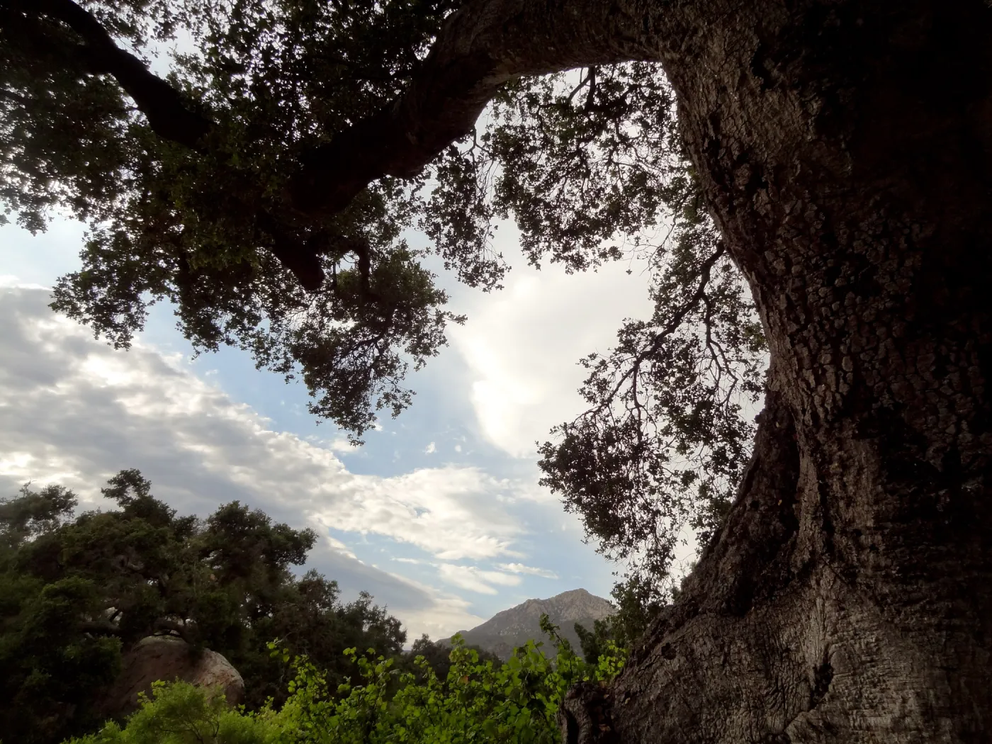 SBBG lower Meadow, monsoon clouds, late afternoon, natural window, view to mountains, Blaksley Boulder