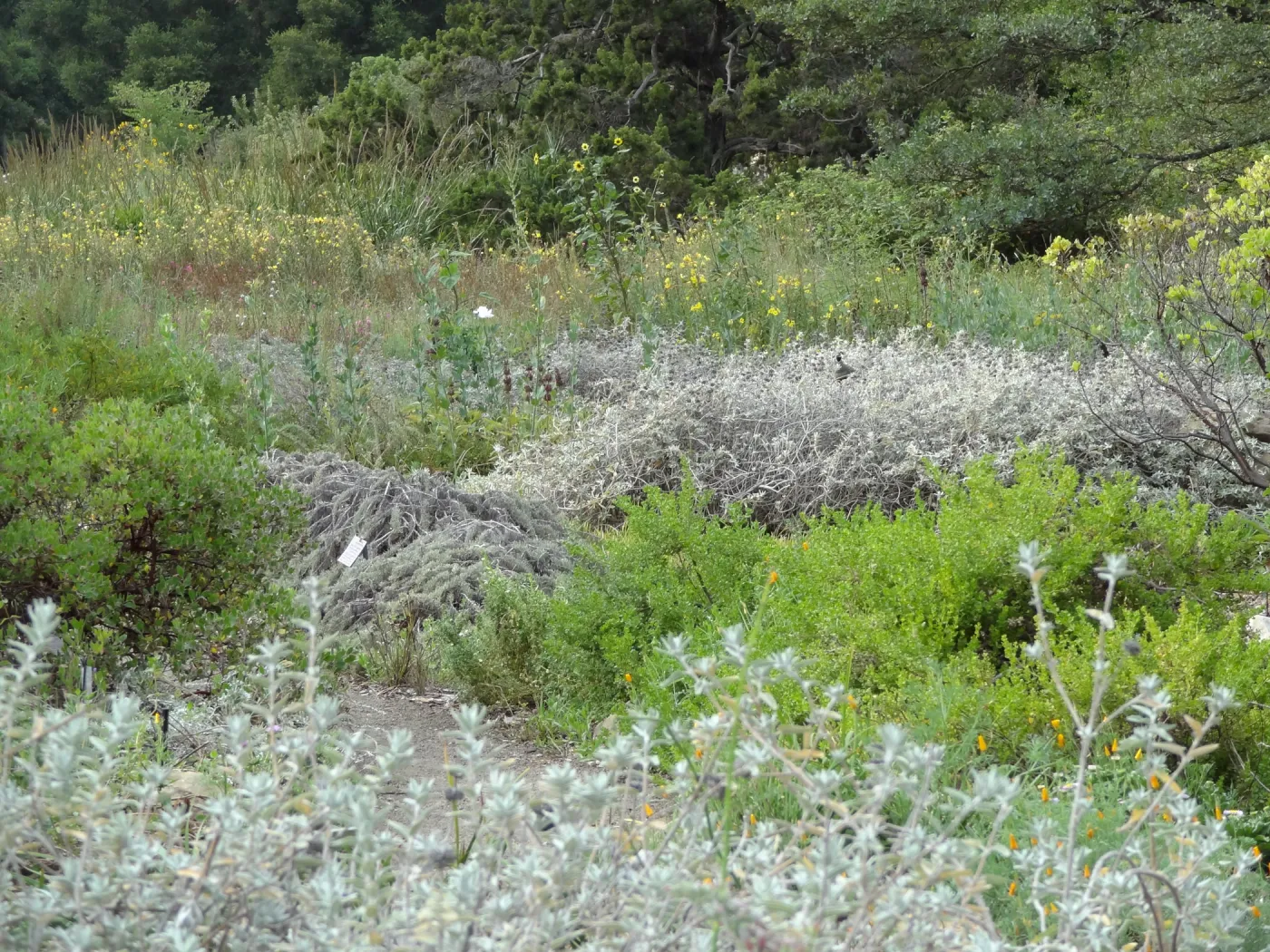 California quail, lower Meadow, Ground Cover Display